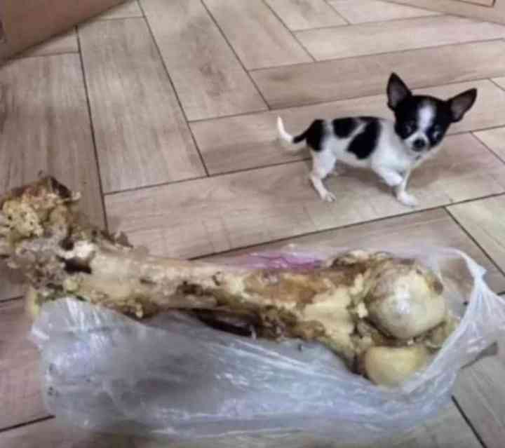 Patient dog see fattest bone today, fear catch the werey 💔😂 | MirrorLog
